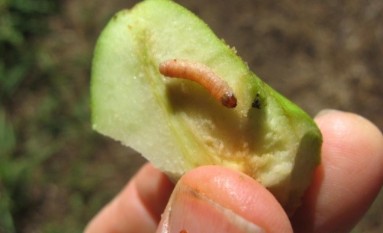 Figure 7 apple dd .jpg